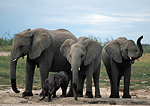 Elephants. Etosha National Park, Namibia.